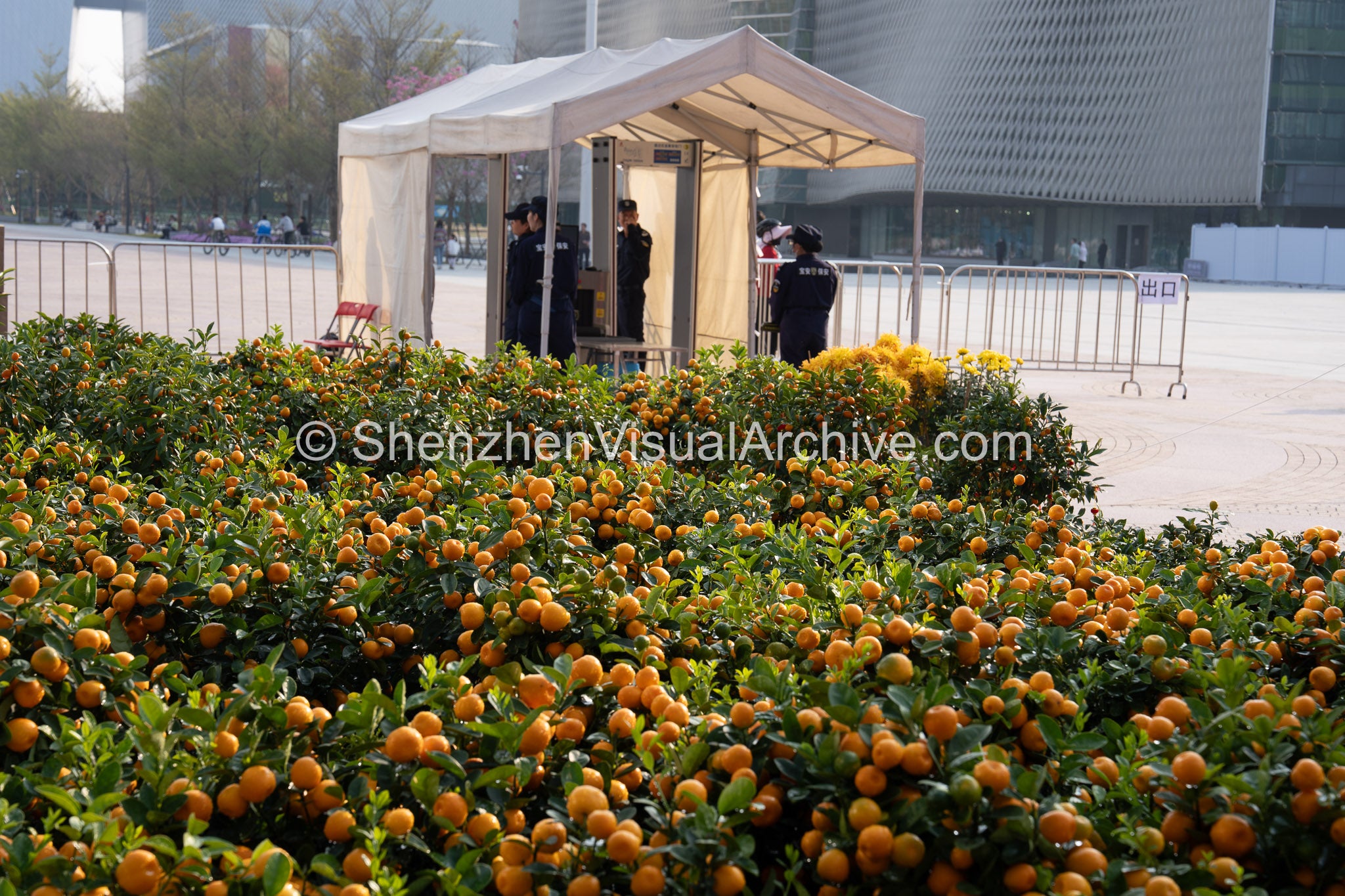 Festive Security: Kumquat Trees and Checkpoint at the 2026 Bao'an Flower Fair (SVA-26-0069)