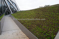 Eco-Architecture: Sloped Green Roof Installation at DJI Hasselblad Flagship Store (SVA-26-0168)